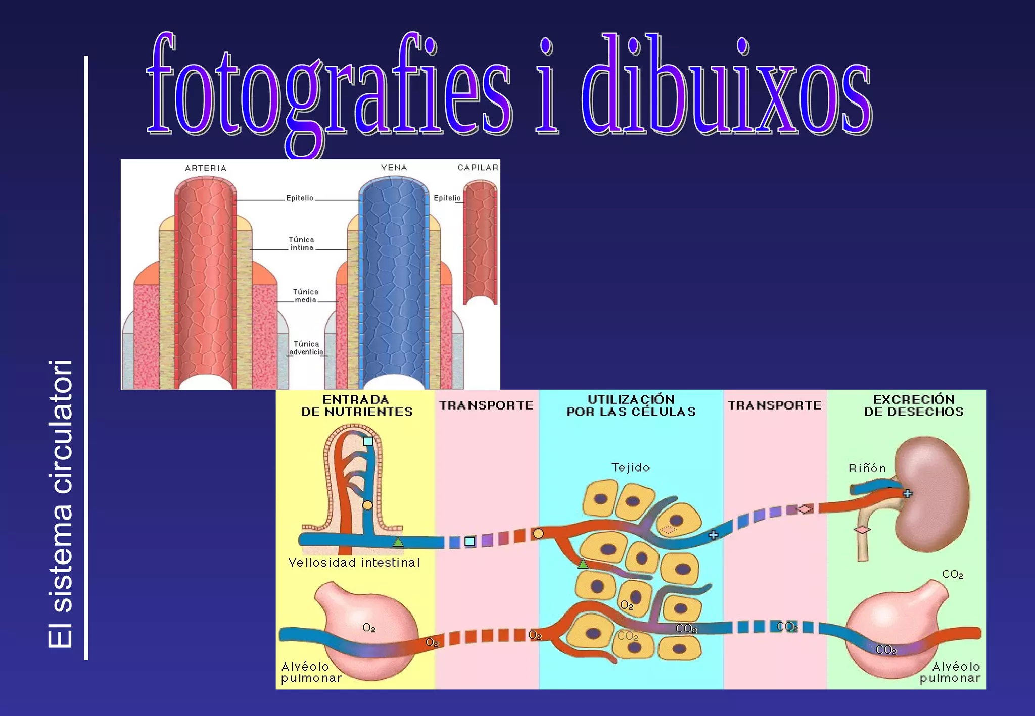 fotografies i dibuixos 