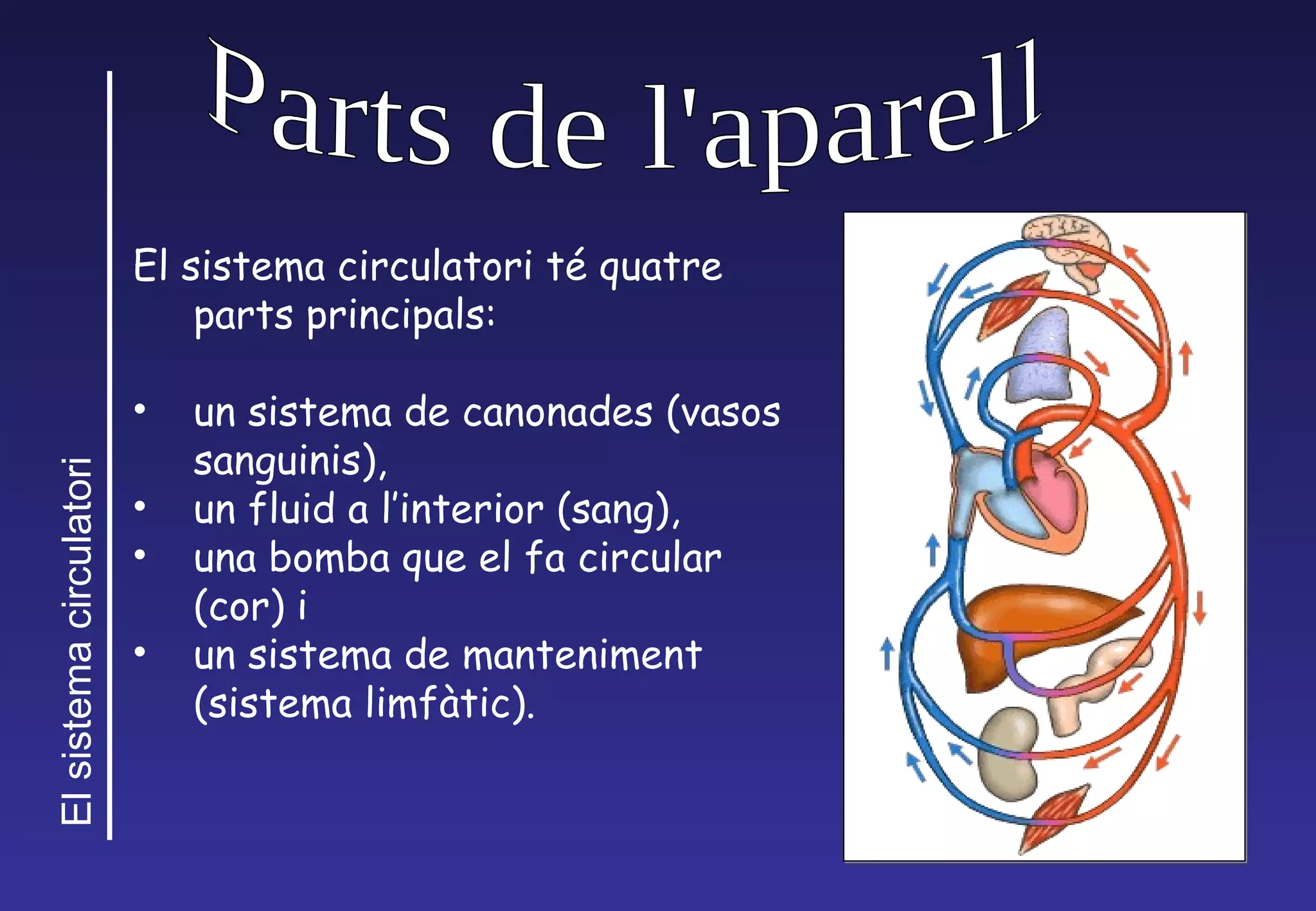 Parts de l'aparell El sistema circulatori t é quatre parts principals: un sistema de canonades (vasos sanguinis),  un fluid a l’interior (sang),  una bomba que el fa circular (cor) i  un sistema de manteniment (sistema limfàtic). 