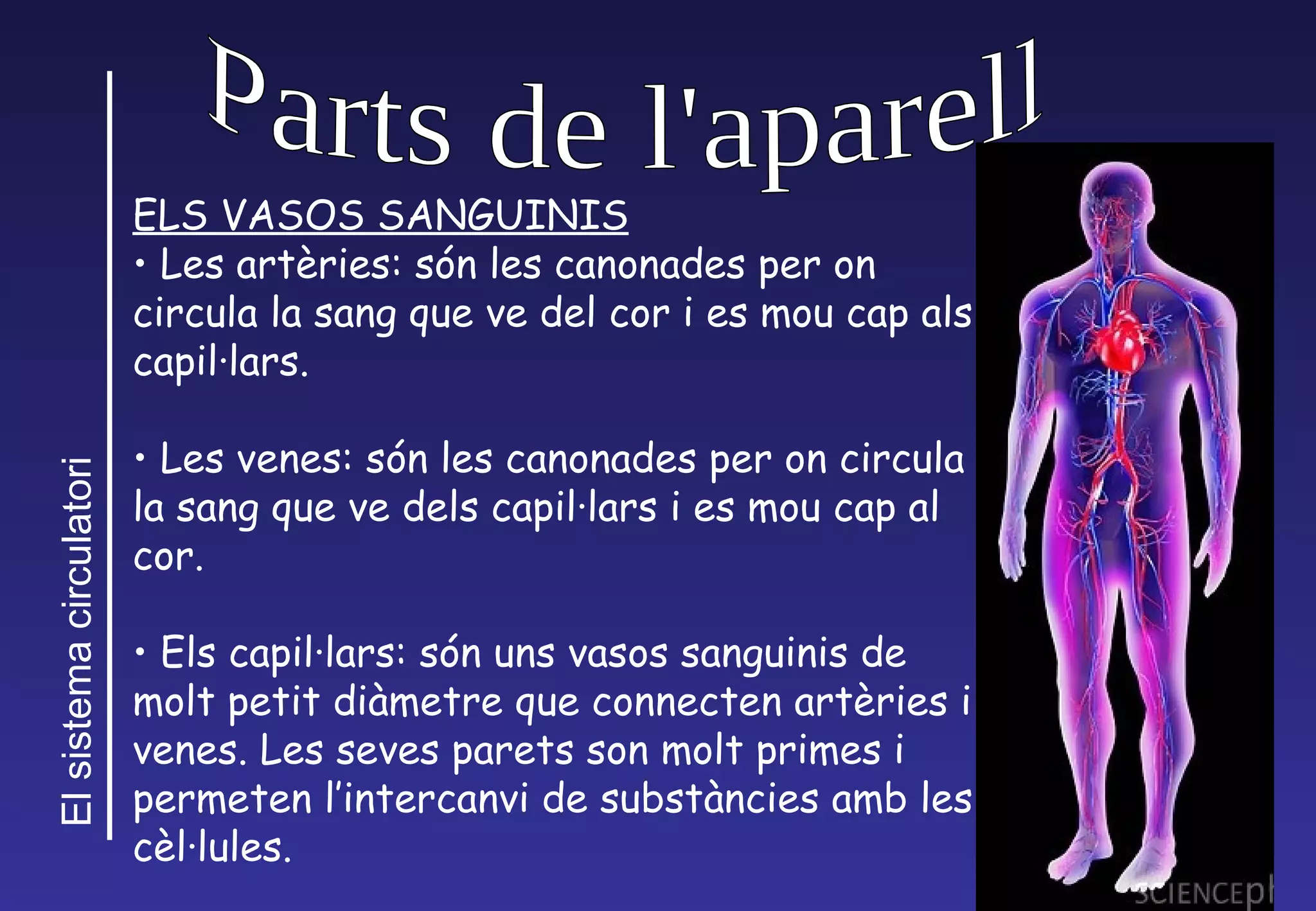 ELS VASOS SANGUINIS Les artèries: són les canonades per on circula la sang que ve del cor i es mou cap als capil·lars. Les venes: són les canonades per on circula la sang que ve dels capil·lars i es mou cap al cor. Els capil·lars: són uns vasos sanguinis de molt petit diàmetre que connecten artèries i venes. Les seves parets son molt primes i permeten l’intercanvi de substàncies amb les cèl·lules. Parts de l'aparell 