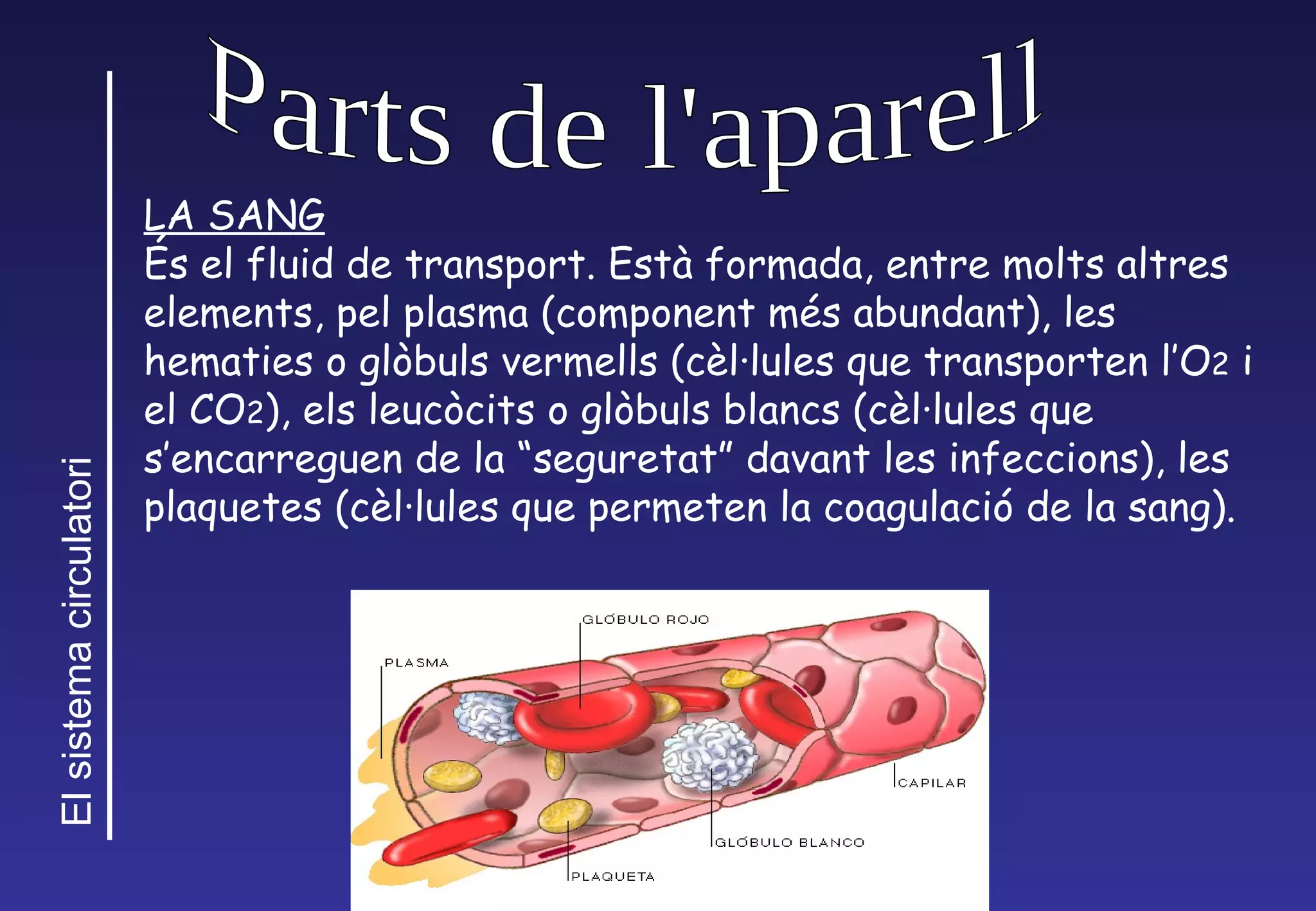 Parts de l'aparell LA SANG   És el fluid de transport. Està formada, entre molts altres elements, pel plasma (component més abundant), les hematies o glòbuls vermells (cèl·lules que transporten l’O 2  i el CO 2 ), els leucòcits o glòbuls blancs (cèl·lules que s’encarreguen de la “seguretat” davant les infeccions), les plaquetes (cèl·lules que permeten la coagulació de la sang).  