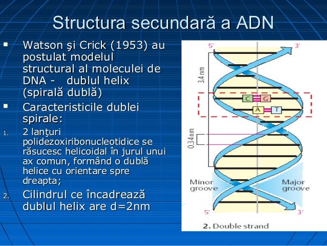 Acizii Nucleici 2