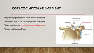 CORACOCLAVICULAR LIGAMENT
• Very strong ligament from outer inferior surface of
clavicle to base of the coracoid process of scapula.
• Two components—conoid and trapezoid ligaments
• Vertical stability of AC joint
 