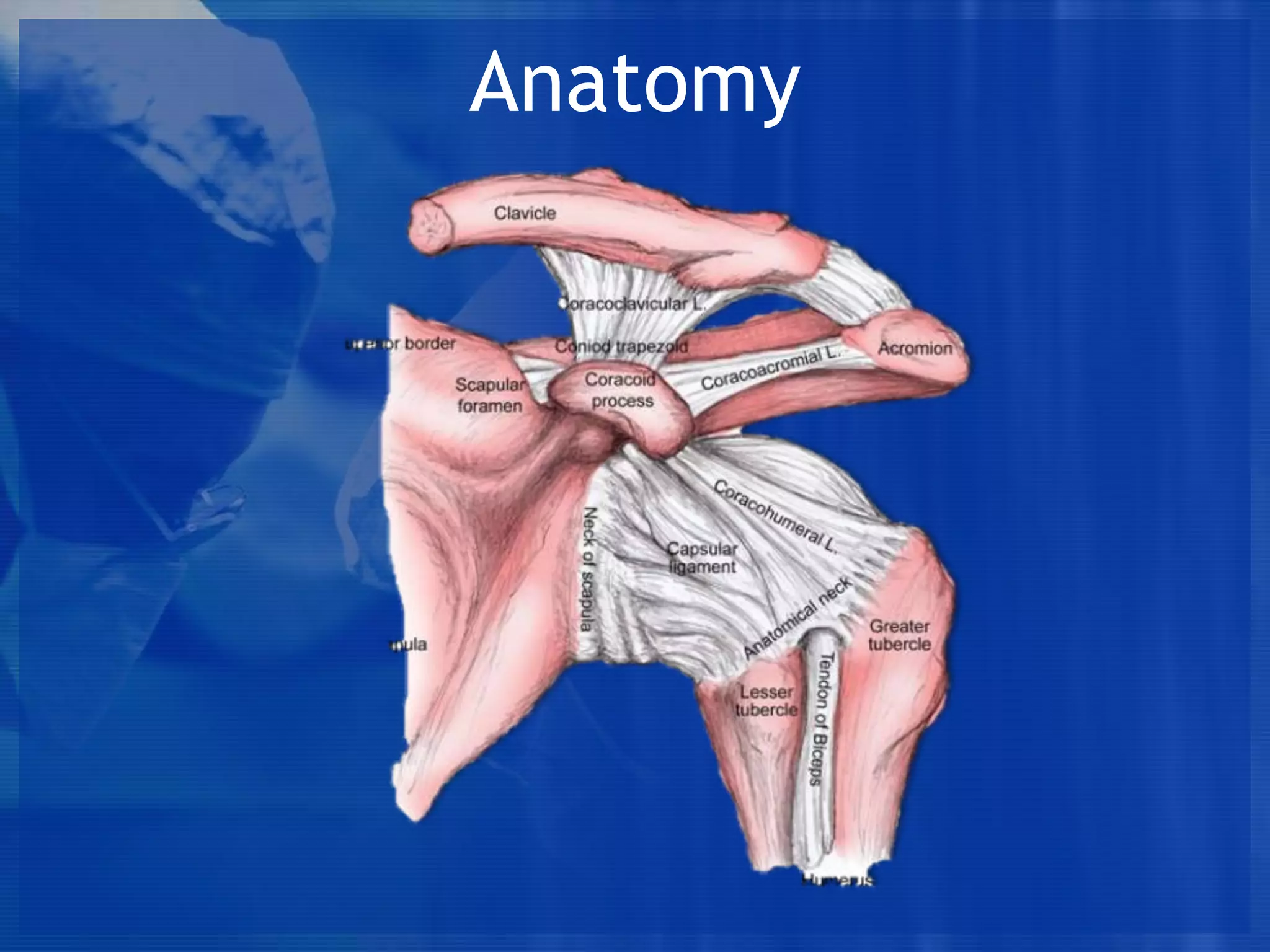 Anatomy

 