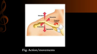 AC Joint PPT.pptx