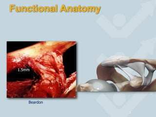 Functional Anatomy
3
1.5mm
Beardon
 