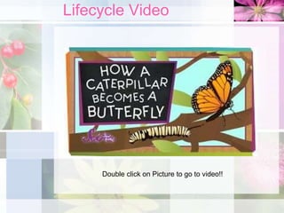 Lifecycle Video
Double click on Picture to go to video!!
 