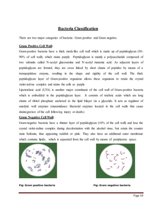 Page 10
Bacteria Classification
There are two major categories of bacteria: Gram positive and Gram negative.
Gram Positive Cell Wall:
Gram-positive bacteria have a thick mesh-like cell wall which is made up of peptidoglycan (50-
90% of cell wall), which stains purple. Peptidoglycan is mainly a polysaccharide composed of
two subunits called N-acetyl glucosamine and N-acetyl muramic acid. As adjacent layers of
peptidoglycan are formed, they are cross linked by short chains of peptides by means of a
transpeptidase enzyme, resulting in the shape and rigidity of the cell wall. The thick
peptidoglycan layer of Gram-positive organisms allows these organisms to retain the crystal
violet-iodine complex and stains the cells as purple.
Lipoteichoic acid (LTA) is another major constituent of the cell wall of Gram-positive bacteria
which is embedded in the peptidoglycan layer. It consists of teichoic acids which are long
chains of ribitol phosphate anchored to the lipid bilayer via a glyceride. It acts as regulator of
autolytic wall enzymes (muramidases: Bacterial enzymes located in the cell walls that cause
disintegration of the cell following injury or death.)
Gram Negative Cell Wall:
Gram-negative bacteria have a thinner layer of peptidoglycan (10% of the cell wall) and lose the
crystal violet-iodine complex during decolorization with the alcohol rinse, but retain the counter
stain Safranin, thus appearing reddish or pink. They also have an additional outer membrane
which contains lipids, which is separated from the cell wall by means of periplasmic space.
Fig: Gram positive bacteria Fig: Gram negative bacteria
 