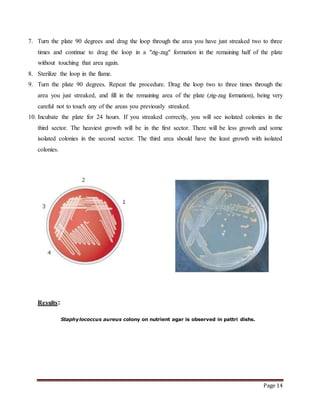 Page 14
7. Turn the plate 90 degrees and drag the loop through the area you have just streaked two to three
times and continue to drag the loop in a "zig-zag" formation in the remaining half of the plate
without touching that area again.
8. Sterilize the loop in the flame.
9. Turn the plate 90 degrees. Repeat the procedure. Drag the loop two to three times through the
area you just streaked, and fill in the remaining area of the plate (zig-zag formation), being very
careful not to touch any of the areas you previously streaked.
10. Incubate the plate for 24 hours. If you streaked correctly, you will see isolated colonies in the
third sector. The heaviest growth will be in the first sector. There will be less growth and some
isolated colonies in the second sector. The third area should have the least growth with isolated
colonies.
Results:
Staphylococcus aureus colony on nutrient agar is observed in pattri dishs.
 