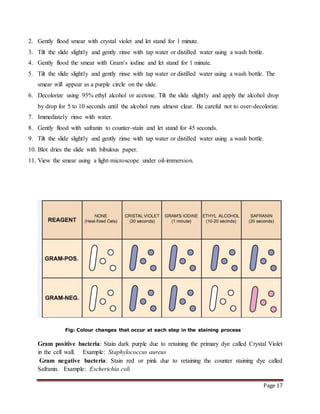 Page 17
2. Gently flood smear with crystal violet and let stand for 1 minute.
3. Tilt the slide slightly and gently rinse with tap water or distilled water using a wash bottle.
4. Gently flood the smear with Gram’s iodine and let stand for 1 minute.
5. Tilt the slide slightly and gently rinse with tap water or distilled water using a wash bottle. The
smear will appear as a purple circle on the slide.
6. Decolorize using 95% ethyl alcohol or acetone. Tilt the slide slightly and apply the alcohol drop
by drop for 5 to 10 seconds until the alcohol runs almost clear. Be careful not to over-decolorize.
7. Immediately rinse with water.
8. Gently flood with safranin to counter-stain and let stand for 45 seconds.
9. Tilt the slide slightly and gently rinse with tap water or distilled water using a wash bottle.
10. Blot dries the slide with bibulous paper.
11. View the smear using a light-microscope under oil-immersion.
Fig: Colour changes that occur at each step in the staining process
Gram positive bacteria: Stain dark purple due to retaining the primary dye called Crystal Violet
in the cell wall. Example: Staphylococcus aureus
Gram negative bacteria: Stain red or pink due to retaining the counter staining dye called
Safranin. Example: Escherichia coli
 