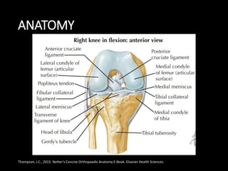 ANATOMY
Thompson, J.C., 2015. Netter's Concise Orthopaedic Anatomy E-Book. Elsevier Health Sciences.
 