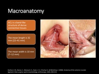 Macroanatomy
ACL is a band-like
structure of dense
connective tissues
The mean length is 32
mm (22–41 mm)
The mean width is 10 mm
(7–12 mm)
Duthon, V. B., Barea, C., Abrassart, S., Fasel, J. H., Fritschy, D., & Ménétrey, J. (2006). Anatomy of the anterior cruciate
ligament. Knee surgery, sports traumatology, arthroscopy, 14(3), 204-213.
 