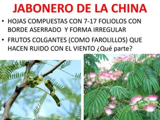 JABONERO DE LA CHINA
• HOJAS COMPUESTAS CON 7-17 FOLIOLOS CON
  BORDE ASERRADO Y FORMA IRREGULAR
• FRUTOS COLGANTES (COMO FAROLILLOS) QUE
  HACEN RUIDO CON EL VIENTO ¿Qué parte?
 