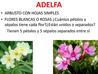 ADELFA
• ARBUSTO CON HOJAS SIMPLES
• FLORES BLANCAS O ROSAS ¿Cuántos pétalos y
  sépalos tiene cada flor?¿Están unidos o separados?
   Tienen 5 pétalos y 5 sépalos separados entre sí
 
