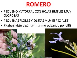 ROMERO
• PEQUEÑO MATORRAL CON HOJAS SIMPLES MUY
  OLOROSAS
• PEQUEÑAS FLORES VIOLETAS MUY ESPECIALES
• ¿Habéis visto algún animal merodeando por allí?
 