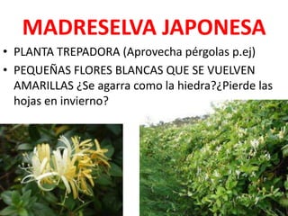 MADRESELVA JAPONESA
• PLANTA TREPADORA (Aprovecha pérgolas p.ej)
• PEQUEÑAS FLORES BLANCAS QUE SE VUELVEN
  AMARILLAS ¿Se agarra como la hiedra?¿Pierde las
  hojas en invierno?
 