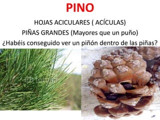 PINO
          HOJAS ACICULARES ( ACÍCULAS)
      PIÑAS GRANDES (Mayores que un puño)
¿Habéis conseguido ver un piñón dentro de las piñas?
 