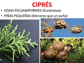 CIPRÉS
• HOJAS ESCUAMIFORMES (Escamosas)
• PIÑAS PEQUEÑAS (Menores que un puño)
 