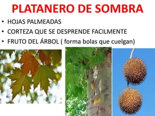 PLATANERO DE SOMBRA
• HOJAS PALMEADAS
• CORTEZA QUE SE DESPRENDE FACILMENTE
• FRUTO DEL ÁRBOL ( forma bolas que cuelgan)
 