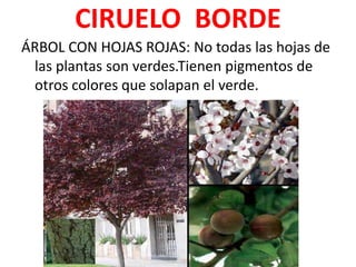 CIRUELO BORDE
ÁRBOL CON HOJAS ROJAS: No todas las hojas de
 las plantas son verdes.Tienen pigmentos de
 otros colores que solapan el verde.
 