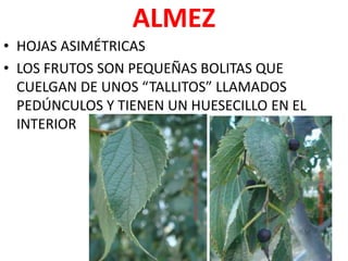ALMEZ
• HOJAS ASIMÉTRICAS
• LOS FRUTOS SON PEQUEÑAS BOLITAS QUE
  CUELGAN DE UNOS “TALLITOS” LLAMADOS
  PEDÚNCULOS Y TIENEN UN HUESECILLO EN EL
  INTERIOR
 