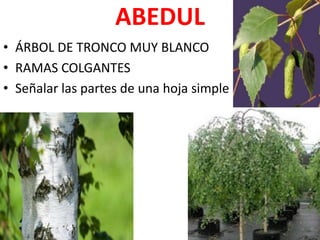 ABEDUL
• ÁRBOL DE TRONCO MUY BLANCO
• RAMAS COLGANTES
• Señalar las partes de una hoja simple
 