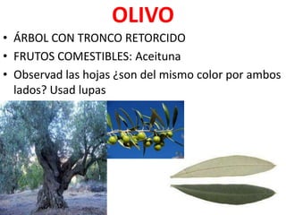 OLIVO
• ÁRBOL CON TRONCO RETORCIDO
• FRUTOS COMESTIBLES: Aceituna
• Observad las hojas ¿son del mismo color por ambos
  lados? Usad lupas
 