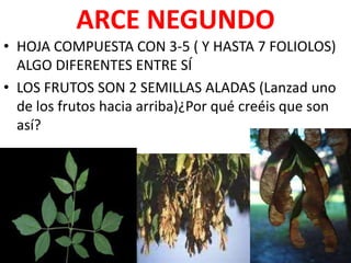 ARCE NEGUNDO
• HOJA COMPUESTA CON 3-5 ( Y HASTA 7 FOLIOLOS)
  ALGO DIFERENTES ENTRE SÍ
• LOS FRUTOS SON 2 SEMILLAS ALADAS (Lanzad uno
  de los frutos hacia arriba)¿Por qué creéis que son
  así?
 
