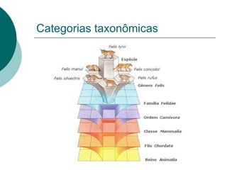Categorias taxonômicas
 