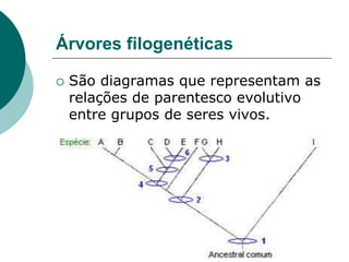 Árvores filogenéticas
 São diagramas que representam as
relações de parentesco evolutivo
entre grupos de seres vivos.
 