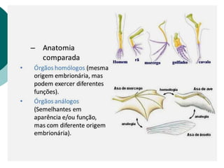 A classificação biológica