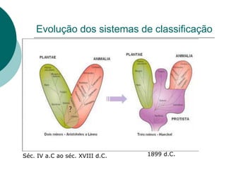 Evolução dos sistemas de classificação
Séc. IV a.C ao séc. XVIII d.C. 1899 d.C.
 