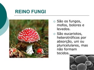 REINO FUNGI
 São os fungos,
mofos, bolores e
levedos.
 São eucariotos,
heterotróficos por
absorção, uni ou
pluricelulares, mas
não formam
tecidos.
 