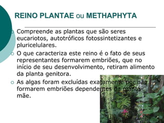 REINO PLANTAE ou METHAPHYTA
 Compreende as plantas que são seres
eucariotos, autotróficos fotossintetizantes e
pluricelulares.
 O que caracteriza este reino é o fato de seus
representantes formarem embriões, que no
início de seu desenvolvimento, retiram alimento
da planta genitora.
 As algas foram excluídas exatamente por não
formarem embriões dependentes da planta-
mãe.
 