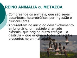 REINO ANIMALIA ou METAZOA
 Compreende os animais, que são seres
eucariotos, heterotróficos por ingestão e
pluricelulares.
 Apresentam no início do desenvolvimento
embrionário, um estágio chamado
blástula, que origina outro estágio – a
gástrula – que originará todos os tecidos
presentes no animal adulto.
 