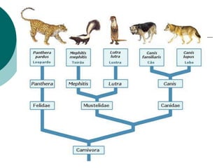 A classificação biológica