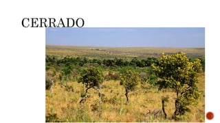 A CLIMATOLOGIA BRASILEIRA.pptx