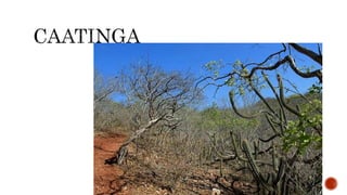 A CLIMATOLOGIA BRASILEIRA.pptx