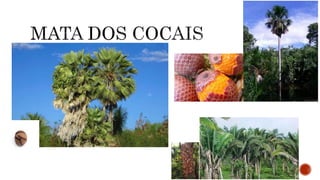 A CLIMATOLOGIA BRASILEIRA.pptx