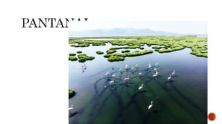 A CLIMATOLOGIA BRASILEIRA.pptx