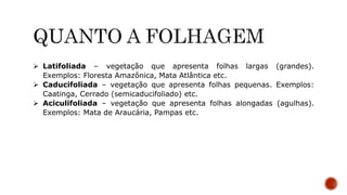  Latifoliada – vegetação que apresenta folhas largas (grandes).
Exemplos: Floresta Amazônica, Mata Atlântica etc.
 Caducifoliada – vegetação que apresenta folhas pequenas. Exemplos:
Caatinga, Cerrado (semicaducifoliado) etc.
 Aciculifoliada – vegetação que apresenta folhas alongadas (agulhas).
Exemplos: Mata de Araucária, Pampas etc.
 