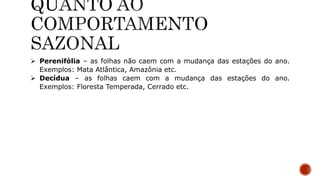  Perenifólia – as folhas não caem com a mudança das estações do ano.
Exemplos: Mata Atlântica, Amazônia etc.
 Decídua – as folhas caem com a mudança das estações do ano.
Exemplos: Floresta Temperada, Cerrado etc.
 
