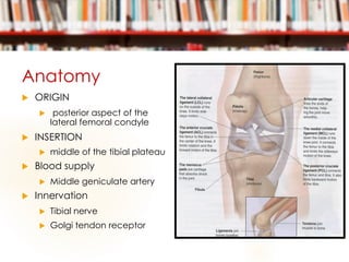 Anatomy
 ORIGIN
 posterior aspect of the
lateral femoral condyle
 INSERTION
 middle of the tibial plateau
 Blood supply
 Middle geniculate artery
 Innervation
 Tibial nerve
 Golgi tendon receptor
 