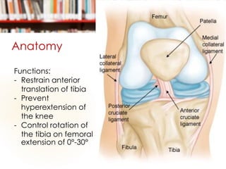 Anatomy
Functions:
- Restrain anterior
translation of tibia
- Prevent
hyperextension of
the knee
- Control rotation of
the tibia on femoral
extension of 0°-30°
 