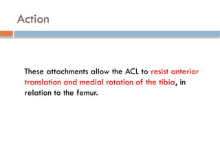 Action
These attachments allow the ACL to resist anterior
translation and medial rotation of the tibia, in
relation to the femur.
 