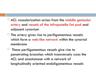  ACL vascularization arises from the middle genicular
artery and vessels of the infrapatella fat pad and
adjacent synovium
 The artery gives rise to periligamentous vessels
which form a web-like network within the synovial
membrane
 These periligamentous vessels give rise to
penetrating branches which transversely cross the
ACL and anastomose with a network of
longitudinally oriented endoligamentous vessels
 