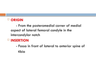  ORIGIN
- From the posteromedial corner of medial
aspect of lateral femoral condyle in the
intercondylar notch
 INSERTION
- Fossa in front of lateral to anterior spine of
tibia
 