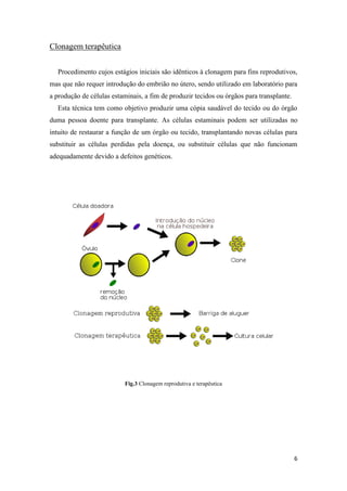 Clonagem terapêutica


  Procedimento cujos estágios iniciais são idênticos à clonagem para fins reprodutivos,
mas que não requer introdução do embrião no útero, sendo utilizado em laboratório para
a produção de células estaminais, a fim de produzir tecidos ou órgãos para transplante.
  Esta técnica tem como objetivo produzir uma cópia saudável do tecido ou do órgão
duma pessoa doente para transplante. As células estaminais podem ser utilizadas no
intuito de restaurar a função de um órgão ou tecido, transplantando novas células para
substituir as células perdidas pela doença, ou substituir células que não funcionam
adequadamente devido a defeitos genéticos.




                           Fig.3 Clonagem reprodutiva e terapêutica




                                                                                          6
 