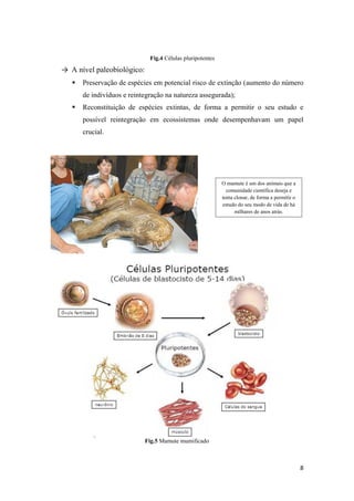 Fig.4 Células pluripotentes

→ A nível paleobiológico:
      Preservação de espécies em potencial risco de extinção (aumento do número
       de indivíduos e reintegração na natureza assegurada);
      Reconstituição de espécies extintas, de forma a permitir o seu estudo e
       possível reintegração em ecossistemas onde desempenhavam um papel
       crucial.




                                                            O mamute é um dos animais que a
                                                              comunidade científica deseja e
                                                            tenta clonar, de forma a permitir o
                                                            estudo do seu modo de vida de há
                                                                  milhares de anos atrás.




                            Fig.5 Mamute mumificado



                                                                                                  8
 