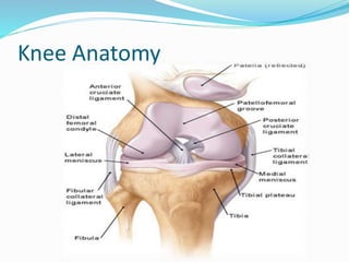 Knee Anatomy
 