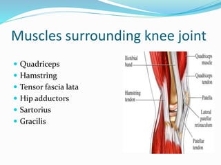 Muscles surrounding knee joint
 Quadriceps
 Hamstring
 Tensor fascia lata
 Hip adductors
 Sartorius
 Gracilis
 